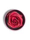 Blush Rosa Brillante - La Rosa dei Colori