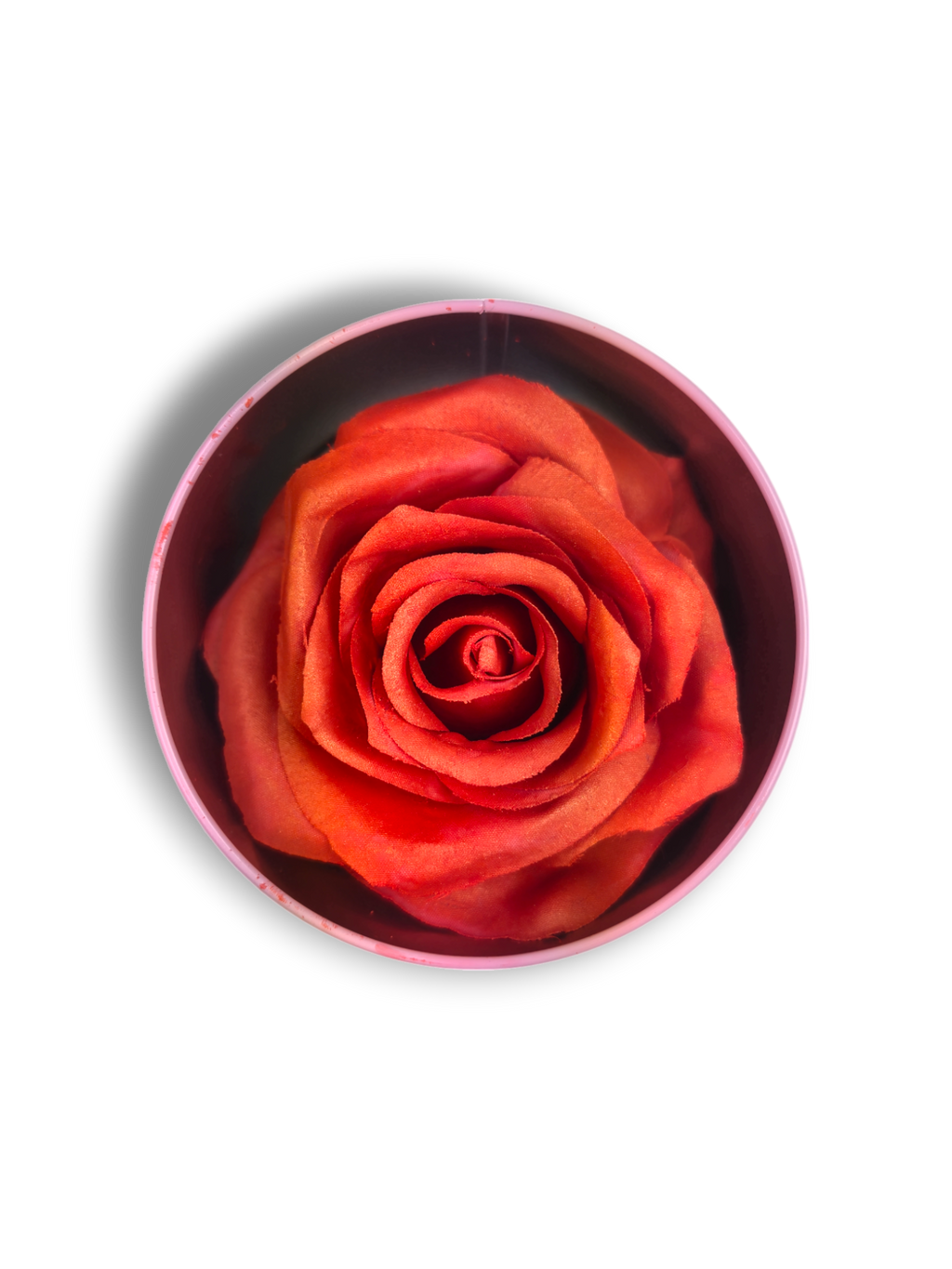 Blush Rosa Brillante - La Rosa dei Colori