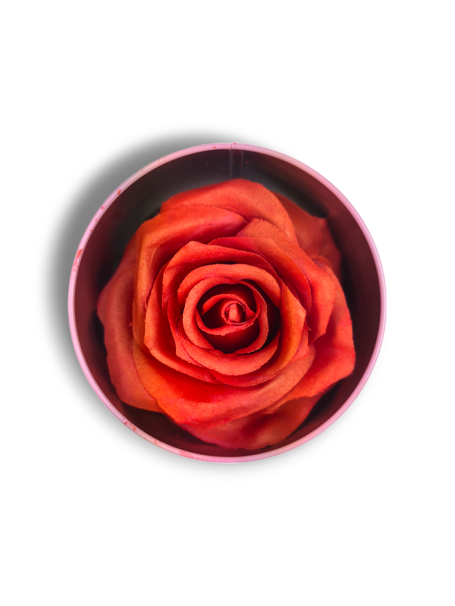 Blush Rosa Brillante - La Rosa dei Colori