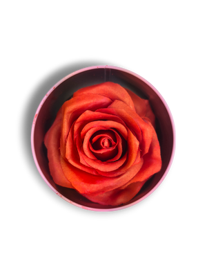 Blush Rosa Brillante - La Rosa dei Colori